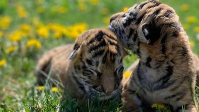 В Мелітопольському зоопарку народилися амурські тигри