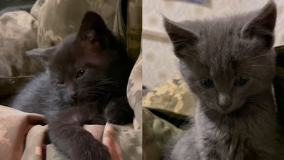 "Киця з Яковлівки". Як воїни підрозділу БУАР з Прикарпаття рятують котиків "Киця з Яковлівки". Як воїни підрозділу БУАР з Прикарпаття рятують котиків