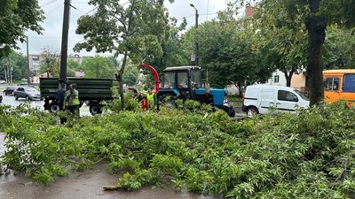 В центрі Житомира через негоду вирвало з корінням дерево, якому було понад пів сотні років В центрі Житомира через негоду вирвало з корінням дерево, якому було понад пів сотні років
