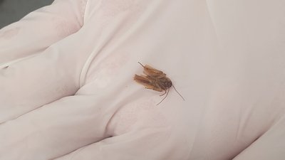 У чоловіка три дні боліло вухо. Увесь цей час там повзав тарган