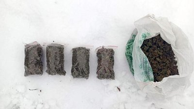 У жителя Рівненщини виявили конопель на понад пів мільйона гривень – поліція У жителя Рівненщини виявили конопель на понад пів мільйона гривень – поліція