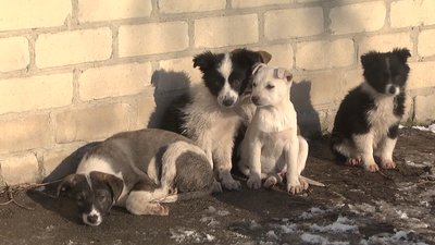 Служба порятунку тварин: у Херсоні зоозахисниці розвозять їжу для котів та собак Служба порятунку тварин: у Херсоні зоозахисниці розвозять їжу для котів та собак