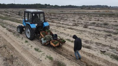 У Олешківському лісництві на Херсонщині проводять осінню лісокультурну кампанію: що це означає У Олешківському лісництві на Херсонщині проводять осінню лісокультурну кампанію: що це означає