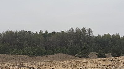 На Херсонщині встановлюють вежі з камерами спостереження для збереження лісу від пожеж На Херсонщині встановлюють вежі з камерами спостереження для збереження лісу від пожеж