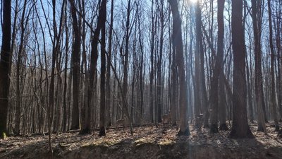 На Тернопільщині лісівники підгодовують плямистих оленів На Тернопільщині лісівники підгодовують плямистих оленів