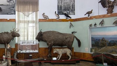 Природа, зброя і дизайн: у Рівному в краєзнавчому музеї відкрили частину експозицій