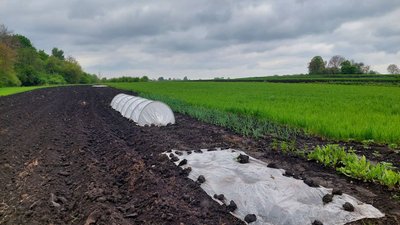 Город Галини Сілаєвої Город Галини Сілаєвої