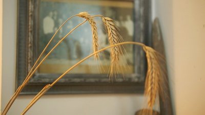 "Вік червоних мурах", "Червоний голод", "Ангел на ймення грушка": книжки про Голодомор, які варто прочитати