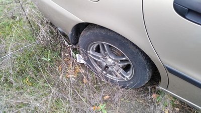 На Хортиці гості свята подавили молоді дубки