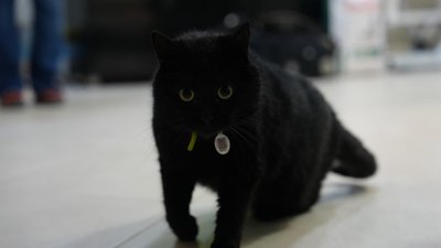 Чорний кіт