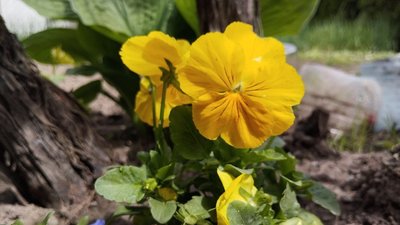 Погода на 18червня на Рівненщині