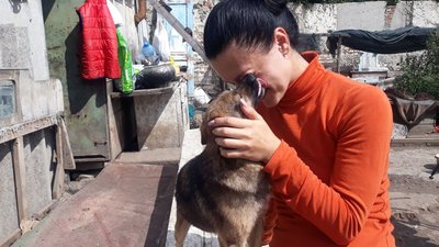 У бобринецькому притулку немає чим годувати бездомних тварин
