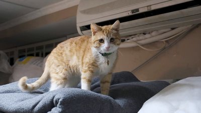 Рудий кіт на прізвисько Ігор Юрійович у поліцейському відділку на Бахмутському напрямку Рудий кіт на прізвисько Ігор Юрійович у поліцейському відділку на Бахмутському напрямку