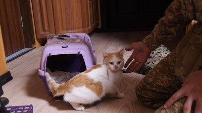 кіт прапор