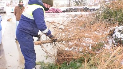 Викинуті ялинки після новорічних свят почали прибирати зі смітників Ужгорода