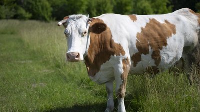 На Сумщині скорочується поголів'я корів