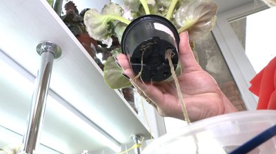 Волинянка зібрала колекцію з понад пів тисячі видів фіалок Волинянка зібрала колекцію з понад пів тисячі видів фіалок