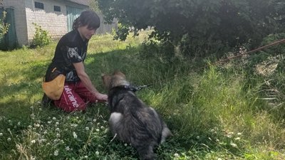 На Харківщині ветеран відкрив кінологічний центр. Як тренують собак для пошуку мін