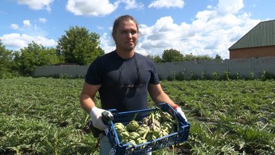 Артишоки на городі у Василя Остапчука