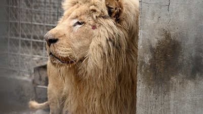 В Одеський зоопарк з Харкова перевезли двох білих левів В Одеський зоопарк з Харкова перевезли двох білих левів