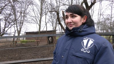 П'ять тварин в одній: у рівненському зоопарку показали символ 2021 року П'ять тварин в одній: у рівненському зоопарку показали символ 2021 року