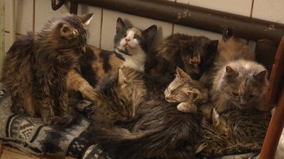 Котів Світлана Татаркіна утримує на власні гроші Котів Світлана Татаркіна утримує на власні гроші