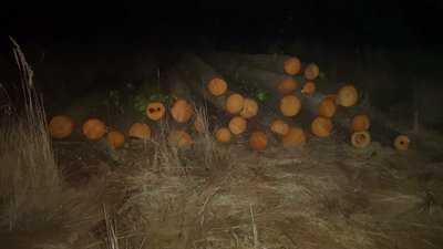 На Житомирщині на приватній пилорамі вилучили 123 колоди незаконно вирубаної сосни і вільхи
