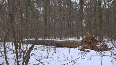 Три мільйони на три тисячі дерев: скільки коштує розчистити "Ялівщину" від повалених дерев Три мільйони на три тисячі дерев: скільки коштує розчистити "Ялівщину" від повалених дерев