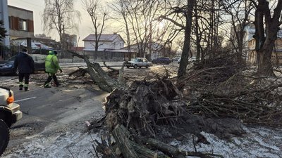 У Черкасах вітер повалив дерева