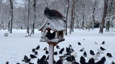 Годівничка для птахів, Дніпро, парк Шевченка