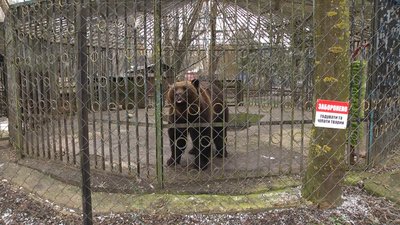 У Хмельницькому зоокуточку прокинувся бурий ведмідь.
