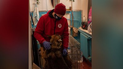 За три місяці на Черкащині вакцинували та стерилізували близько тисячі тварин