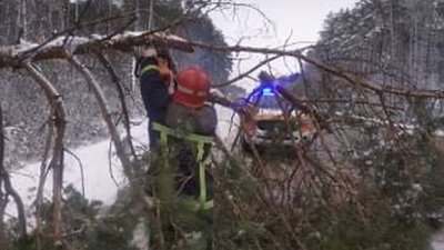 На Житомирщині аварійне дерево впало і перекрило рух транспорту