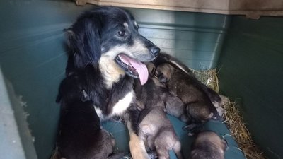 У Полтаві бракує волонтерів для вигулу собак У Полтаві бракує волонтерів для вигулу собак