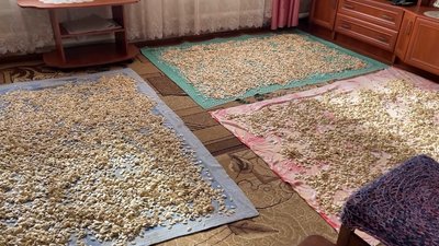 Протягом осені ціна зростала тричі: як збирають та здають гарбузи на прикордонні Чернігівщини Протягом осені ціна зростала тричі: як збирають та здають гарбузи на прикордонні Чернігівщини
