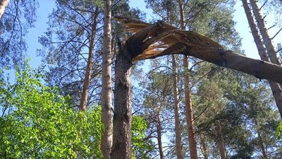Збитки на два мільйони — екоінспекція Сумщини підрахувала, скільки лісу знищили військові РФ Збитки на два мільйони — екоінспекція Сумщини підрахувала, скільки лісу знищили військові РФ