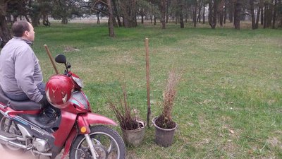 Висадили саджанці дуба у Власівці. Висадили саджанці дуба у Власівці.