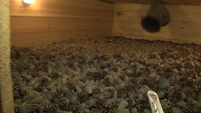 На Житомирщині поповнюють запаси лісового насіння, щоб заліснити ділянки, що постраждали від пожеж На Житомирщині поповнюють запаси лісового насіння, щоб заліснити ділянки, що постраждали від пожеж
