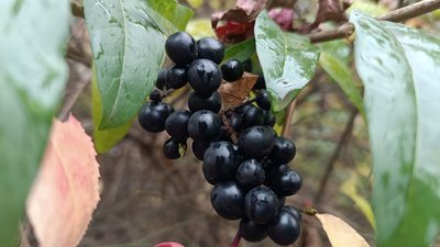 Якою може бути погода 31 жовтня на Рівненщині