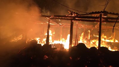 Пів сотні свиней згоріли у пожежі на Харківщині Пів сотні свиней згоріли у пожежі на Харківщині