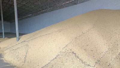 Аграрії Волині молотять сою: скільки планують зібрати