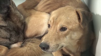 У харків'янки відібрали шість собак, яких не вигулювали та недогодовували У харків'янки відібрали шість собак, яких не вигулювали та недогодовували