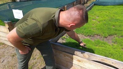 Сосни в коробах: на Дніпропетровщині лісове господарство практикує покращений метод вирощування сіянців