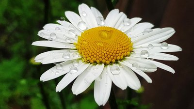 Незначне зниження температури і можливі дощі – прогноз від черкаського синоптика