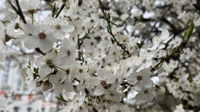 Погода на 23 квітня на Рівненщині, цвітіння