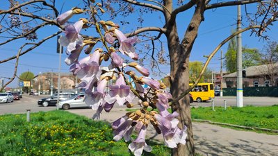 У Кропивницькому розквітли павловнії