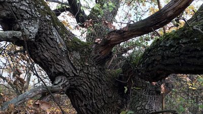Щурівську балку на Дніпропетровщині вносять до реєстру природоохоронних зон Щурівську балку на Дніпропетровщині вносять до реєстру природоохоронних зон