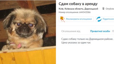 Оренда собак Оренда собак