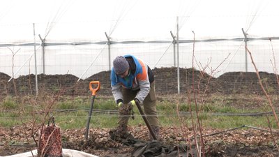Теплиці на Черкащині Теплиці на Черкащині