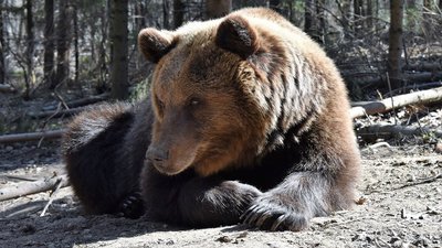 Знайомимося з жителями Галицького парку онлайн Знайомимося з жителями Галицького парку онлайн